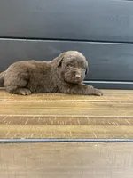 Dakota , a male Newfoundland for sale in Guys Mills, PA – 2 of 4