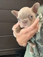 Chanel , a female French Bulldog for sale in Guys Mills, PA – 10 of 10