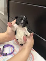 Blossom , a female Newfoundland for sale in Guys Mills, PA – Photo 2 of 4
