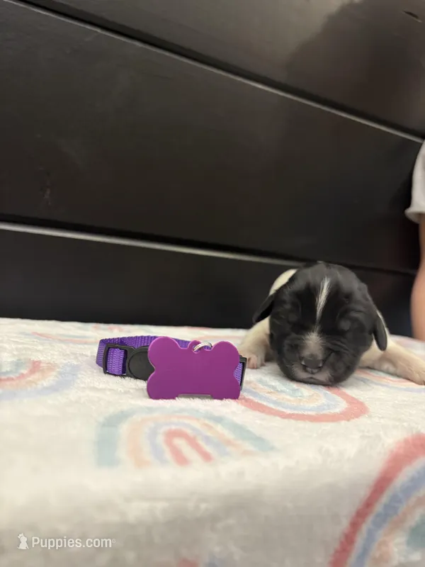 Blossom  – Newfoundland puppy for sale in Guys Mills, PA