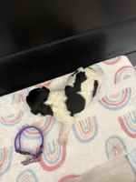 Blossom , a female Newfoundland for sale in Guys Mills, PA – Photo 4 of 4