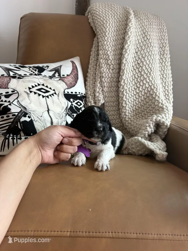 Blossom  – Newfoundland puppy for sale in Guys Mills, PA