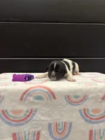 Blossom , a female Newfoundland for sale in Guys Mills, PA – Photo 3 of 4