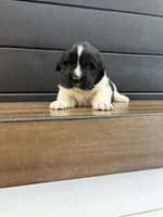 Carolina, a female Newfoundland for sale in Guys Mills, PA – 1 of 7