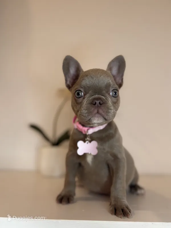 Chanel  – French Bulldog puppy for sale in Guys Mills, PA