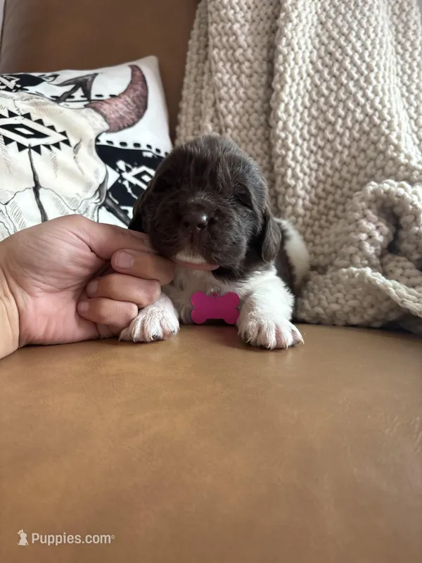 Barbie  – Newfoundland puppy for sale in Guys Mills, PA