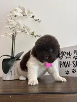 Barbie , a female Newfoundland for sale in Guys Mills, PA – Photo 5 of 9