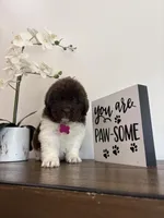 Barbie , a female Newfoundland for sale in Guys Mills, PA – Photo 3 of 9