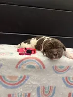 Barbie , a female Newfoundland for sale in Guys Mills, PA – Photo 2 of 3