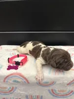 Barbie , a female Newfoundland for sale in Guys Mills, PA – Photo 3 of 3