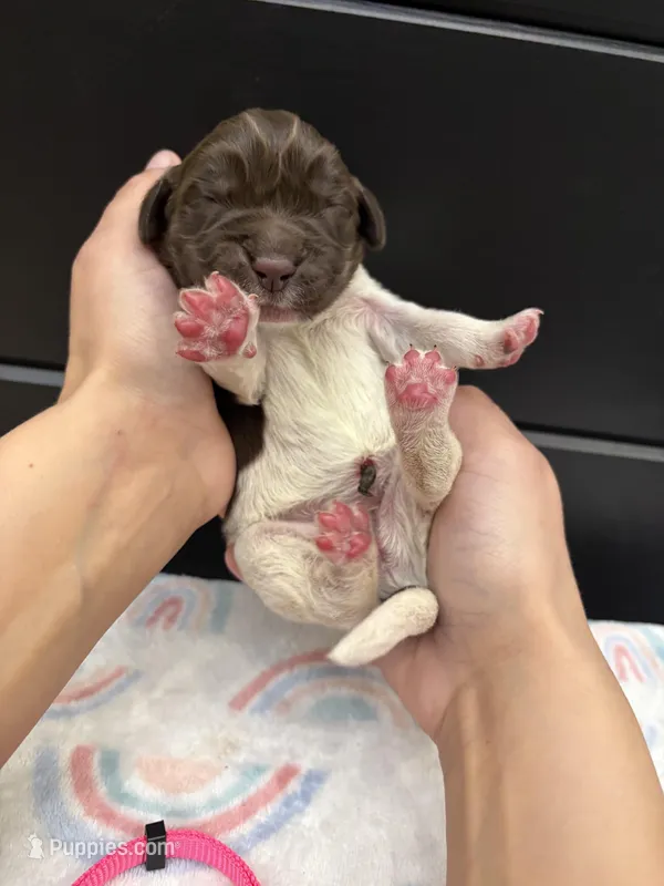 Barbie  – Newfoundland puppy for sale in Guys Mills, PA