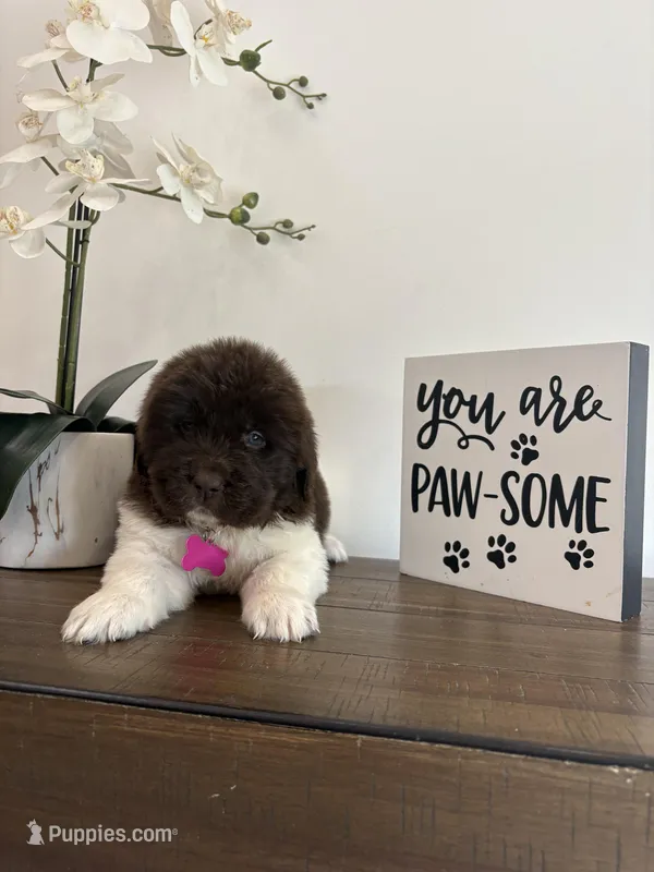 Barbie  – Newfoundland puppy for sale in Guys Mills, PA