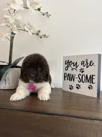Barbie , a female Newfoundland for sale in Guys Mills, PA – Photo 1 of 9