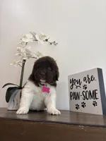 Barbie , a female Newfoundland for sale in Guys Mills, PA – Photo 2 of 9