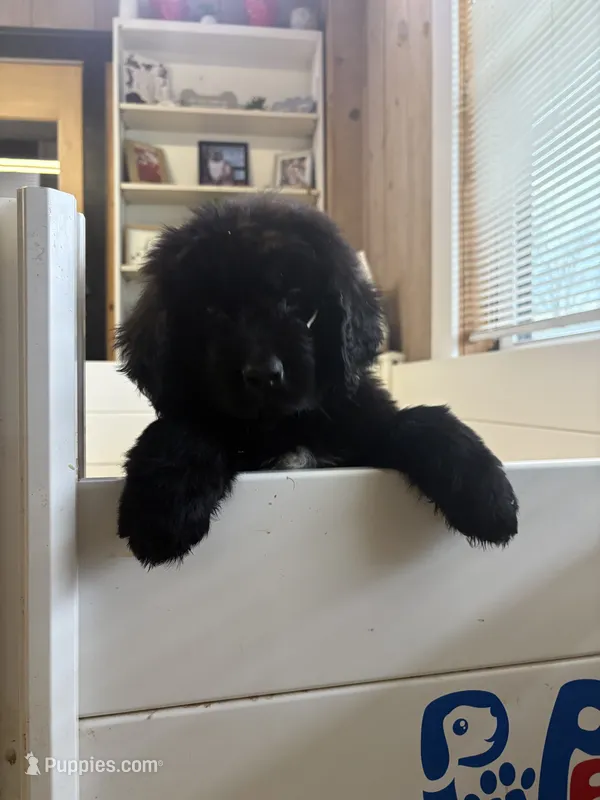 Bae  – Newfoundland puppy for sale in Guys Mills, PA
