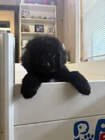 Bae , a female Newfoundland for sale in Guys Mills, PA – 3 of 8