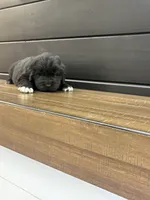 Texas , a male Newfoundland for sale in Guys Mills, PA – 7 of 8