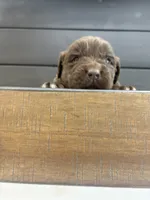 Georgia , a female Newfoundland for sale in Guys Mills, PA – 5 of 7
