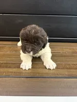 Montana , a female Newfoundland for sale in Guys Mills, PA – 6 of 7