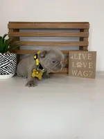 Callie , a female French Bulldog for sale in Guys Mills, PA – Photo 3 of 6