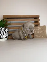 Callie , a female French Bulldog for sale in Guys Mills, PA – Photo 4 of 6