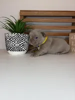 Callie , a female French Bulldog for sale in Guys Mills, PA – Photo 5 of 6