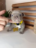 Callie , a female French Bulldog for sale in Guys Mills, PA – Photo 6 of 6