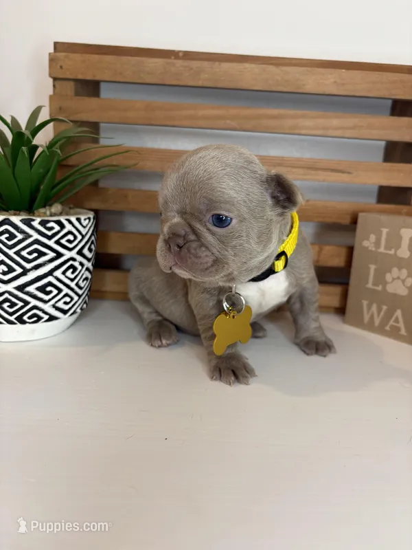 Callie  – French Bulldog puppy for sale in Guys Mills, PA