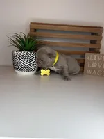 Callie , a female French Bulldog for sale in Guys Mills, PA – Photo 2 of 6