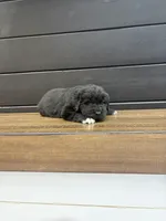 Texas , a male Newfoundland for sale in Guys Mills, PA – 4 of 8