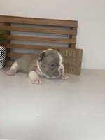 Cheeto , a male French Bulldog for sale in Guys Mills, PA – Photo 2 of 6