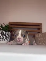 Cheeto , a male French Bulldog for sale in Guys Mills, PA – Photo 3 of 6