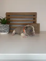 Cheeto , a male French Bulldog for sale in Guys Mills, PA – Photo 4 of 6