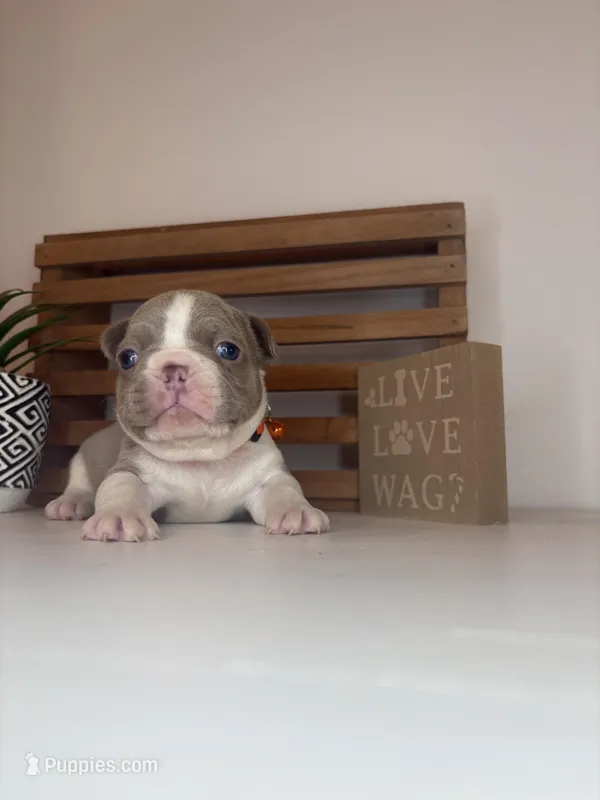 Cheeto  – French Bulldog puppy on hold in Guys Mills, PA