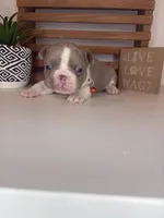 Cheeto , a male French Bulldog for sale in Guys Mills, PA – Photo 5 of 6