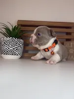 Cheeto , a male French Bulldog for sale in Guys Mills, PA – Photo 6 of 6