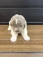 Alaska , a female Newfoundland for sale in Guys Mills, PA – 5 of 5