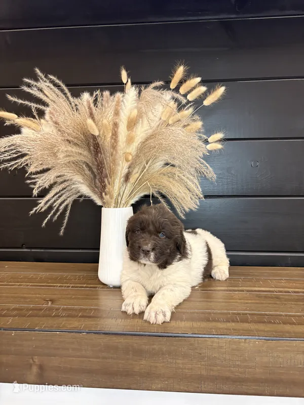 Montana  – Newfoundland puppy for sale in Guys Mills, PA