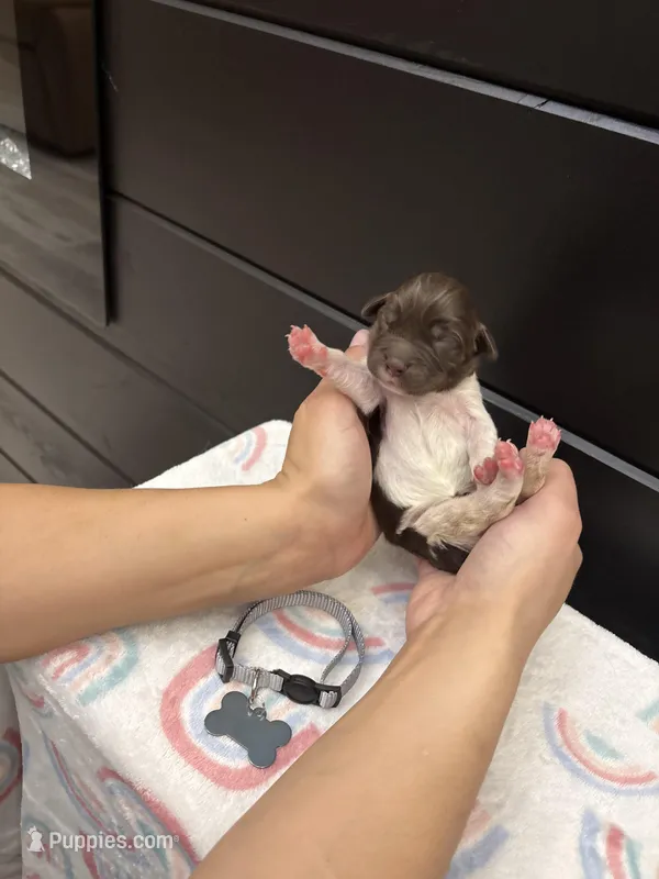 Brinley  – Newfoundland puppy for sale in Guys Mills, PA