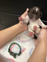 Blaze , a male Newfoundland for sale in Guys Mills, PA – Photo 1 of 4