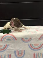 Blaze , a male Newfoundland for sale in Guys Mills, PA – Photo 3 of 4