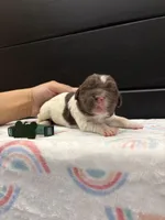 Blaze , a male Newfoundland for sale in Guys Mills, PA – Photo 4 of 4