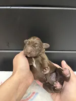 Bear , a male Newfoundland for sale in Guys Mills, PA – Photo 5 of 5