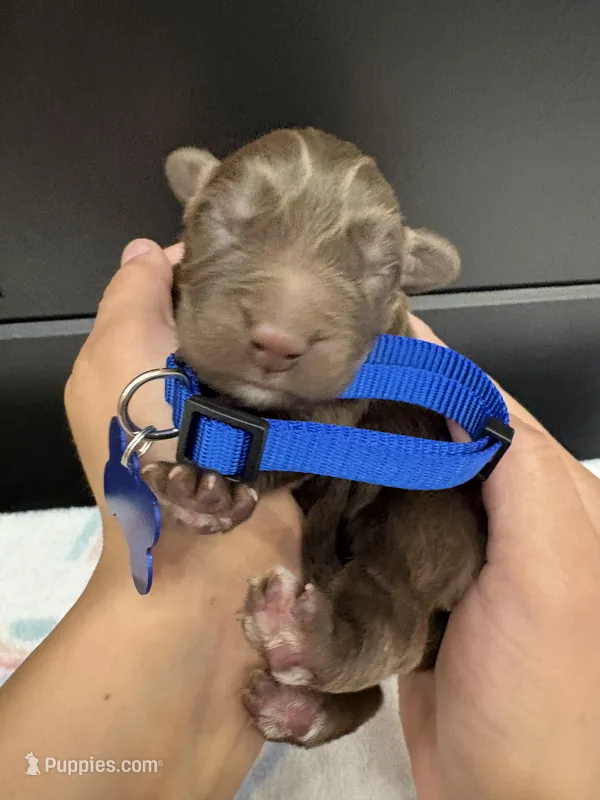 Bear  – Newfoundland puppy for sale in Guys Mills, PA