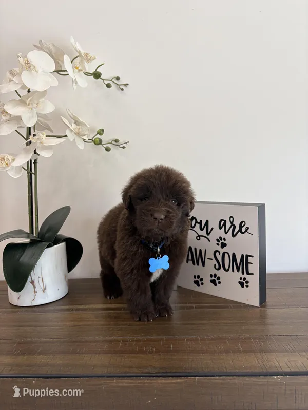 Bear  – Newfoundland puppy for sale in Guys Mills, PA