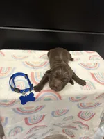 Bear , a male Newfoundland for sale in Guys Mills, PA – Photo 2 of 5