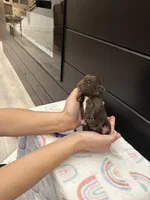 Bear , a male Newfoundland for sale in Guys Mills, PA – Photo 4 of 5