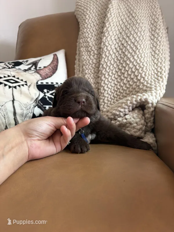 Bear  – Newfoundland puppy for sale in Guys Mills, PA