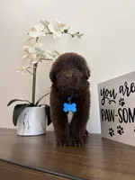 Bear , a male Newfoundland for sale in Guys Mills, PA – Photo 2 of 9