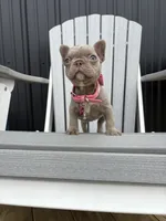 Chanel , a female French Bulldog for sale in Guys Mills, PA – 5 of 10